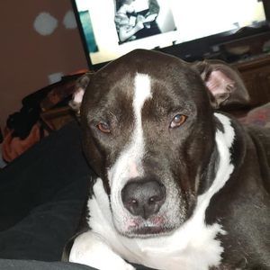 Meet your Posher, Al